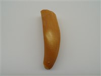 藏品(抹香鯨牙齒)的圖片